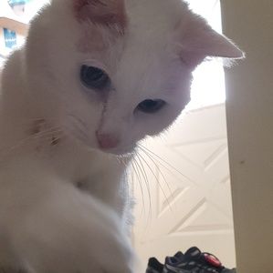 Meet your Posher, Joe